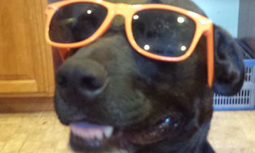 livie-glasses-500x300-(1).jpg